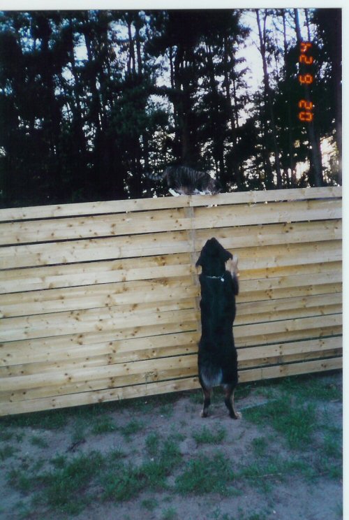 Zamba kigger på Maxi på hegnet